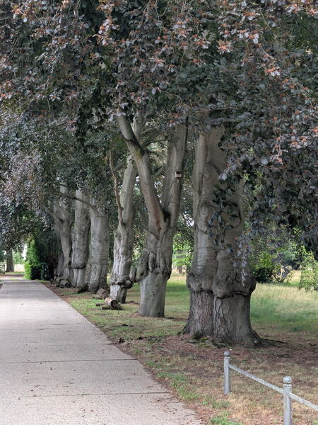 Ein Weg, rechts Bäume. Allee-artig.