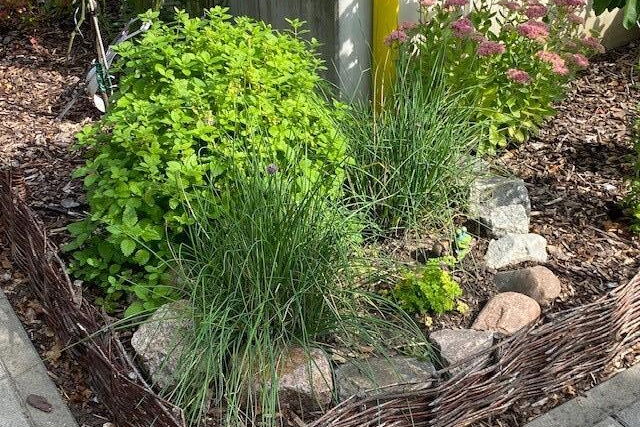Ein kleines Beet mit Kräutern, Minze und Schnittlauch. Steine liegen im Halbkreis um den kleinen Kräutergarten.