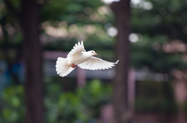 Foto: Kiều Trường pixabay.com/de/photos/vogel-taube-fliegende-taube-4062359/