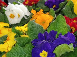 Blumen mit schönen farbigen Blüten, Gelb, Orange, Blau, Weiß | Stiefmütterchen