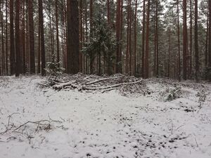 Wald vom Schnee bedeckt.