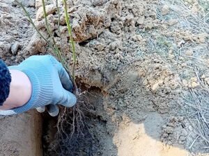 Eine Hand mit Gartenhandschuh pflanzt einen Setzling in ein gegrabenes Loch. Nahaufnahme.