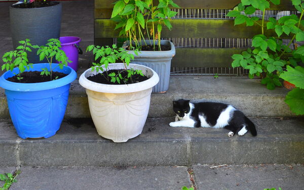 Zwei Pflanztopfe auf einer Schwelle, daneben liegt eine schwarz-weiße Katze.