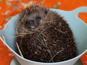 Igel auf einer Küchenwage. Auf der Anzeige steht 821 g.
