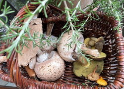 Pilzkunde