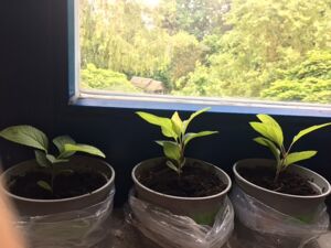 Drei Töpfe mit kleinen jungen Apfelbaum Zöglingen. Die Töpfe stehen innen auf dem Fensterbrett.