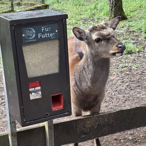 Ein kleines Zicklein steht neben dem Futterspender in Streichelgehege.