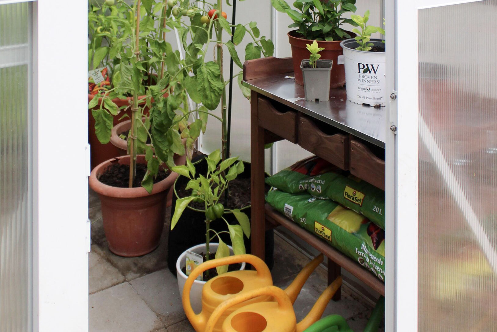 Gewächshaus. Durch die offene Tür hineinblickend. 5 Gießkannen stehen auf dem gefliesten Baden. Eine große Tomatenpflanze in einem Topf. Ein Regal in der vorderen rechten Ecke.