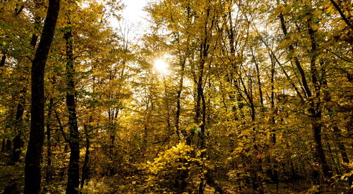 Die Sonne scheint durch die Bäume. Es ist Herbst. Die Blätter sind gelb und werden durch die Sonne angestrahlt.
