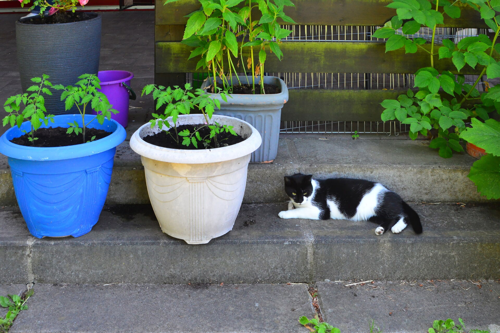 Zwei Pflanztopfe auf einer Schwelle, daneben liegt eine schwarz-weiße Katze.