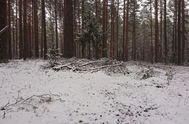 Wald vom Schnee bedeckt.
