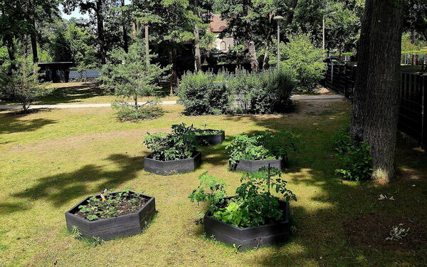 Mehrere Beete mit Pflanzen in einem Garten. Der Boden ist mit Gras bedeckt und Bäume sind im Hintergrund.
