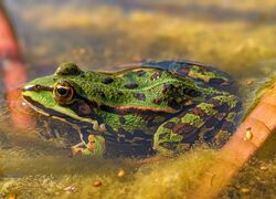 Begleitete Elternschaft Marquardt