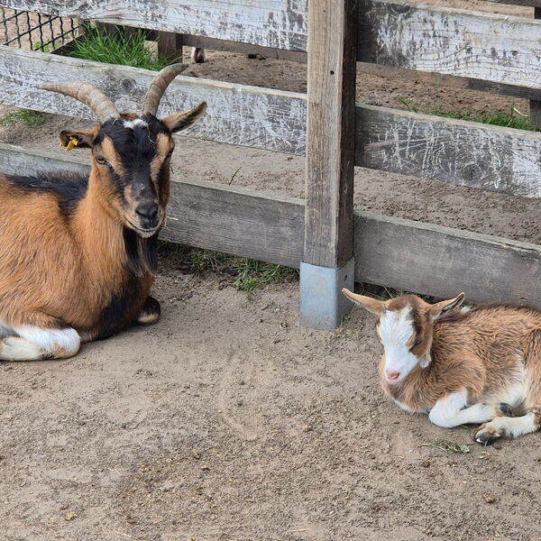 Ziege und Zicklein liegen an einem Holzzaun.
