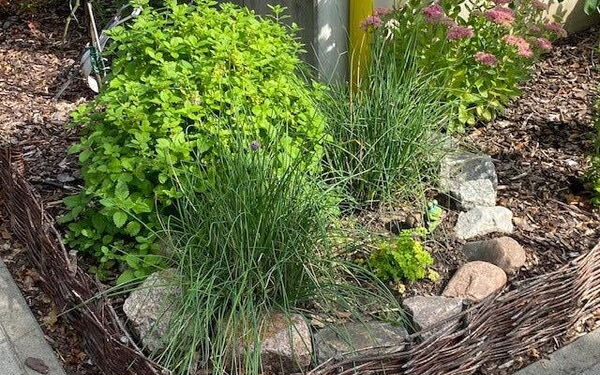 Ein kleines Beet mit Kräutern, Minze und Schnittlauch. Steine liegen im Halbkreis um den kleinen Kräutergarten.