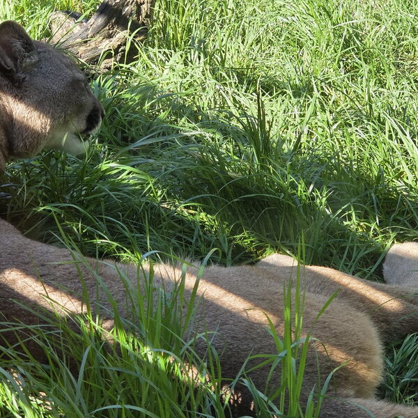 Eine Raubkatze liegt  im Schatten und schläft.