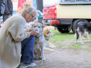 Drei Schlittenhunde. Ein Hund sitzt bei einer Frau die in die Hocke gegangen ist um ihn zu streicheln. Der Hund ist grau-weiß. Die Frau hat lange blonde Haare zu einem Dutt gebunden, trägt Brille und eine lange beige Strickjacke sowie blaue Jeans.