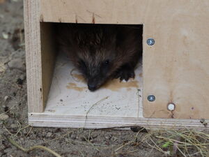 Igel schaut aus großer Holzkiste in die ein quadratisches Loch gesägt wurde.