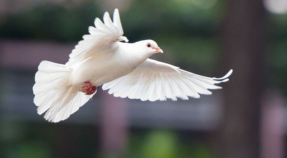 Spendenaufruf Ukraine-Hilfe