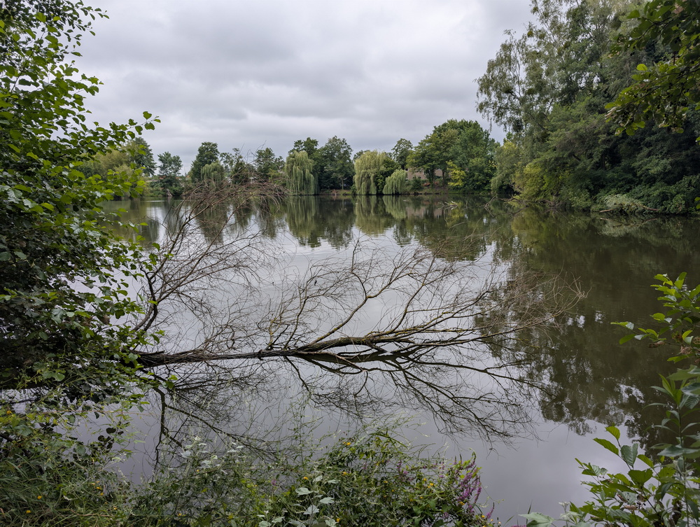See mit Spiegelung von Bäumen. Ein kahler umgestürzter Baum liegt im See.