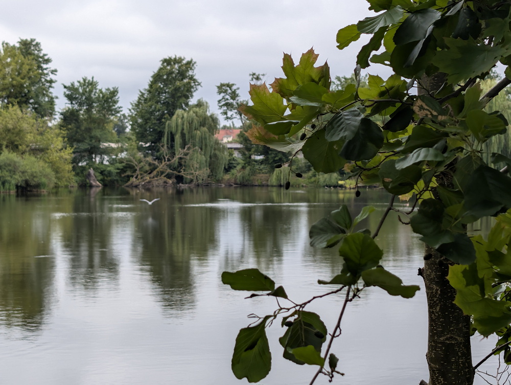 See umringt von Bäumen, die sich im Wasser spiegeln.