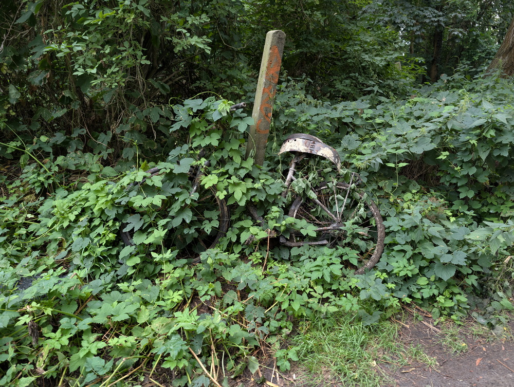 Altes verrostetes Zweirad im Dickicht.